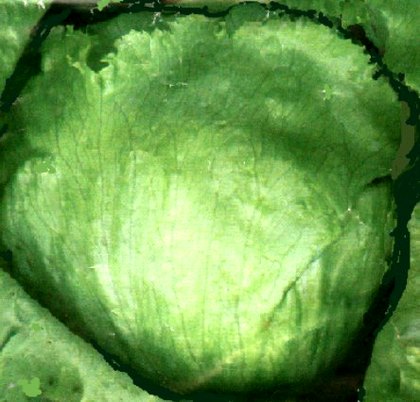 Great lake zelena salata